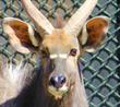 chapultepec zoo 2013