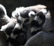 chapultepec zoologico 2012